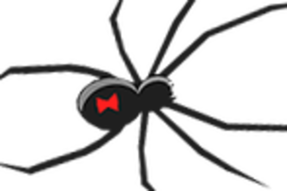 Close Modal Window - Black Widow Clip Art (1200x800)