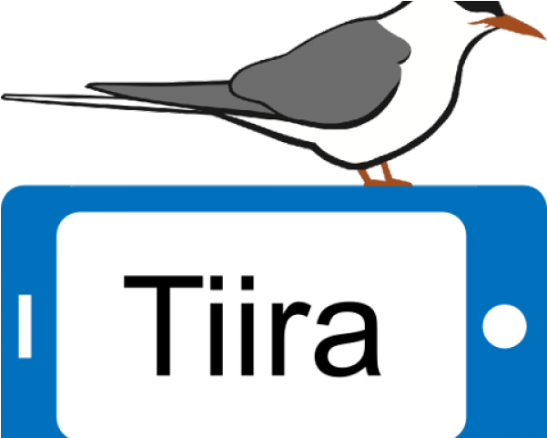 Tern Clipart Documentation - Seabird (640x480)