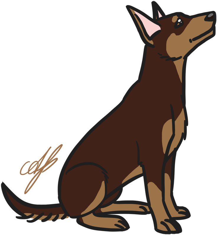 Kelpie By Avajes - Dog (800x800)