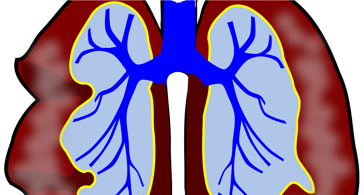 Lungs Clip Art (1200x630)