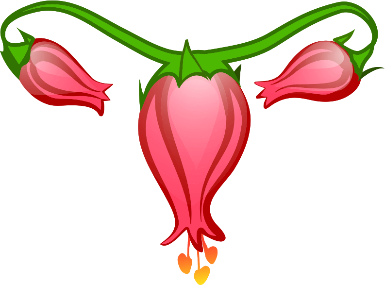 Medium Image - Fallopian Tube Clip Art (793x587)