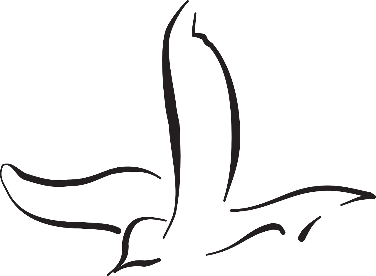 Vector Graphics, - Bird Vector Line Art (1280x940)