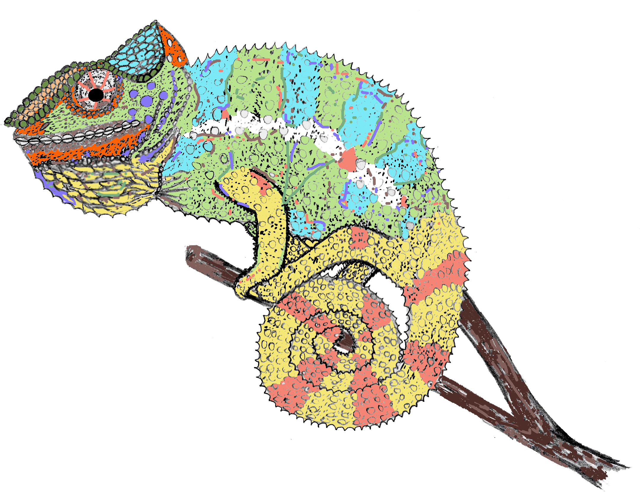 Chameleon - Chameleon Drawing (2181x1702)