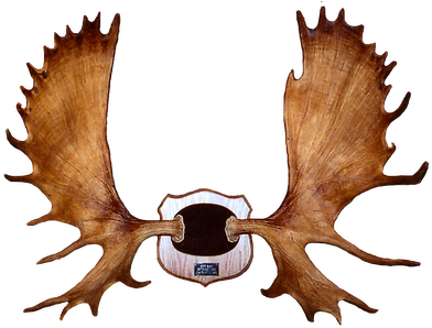 Drawn Moose Moose Antler - Moose Rack (400x303)
