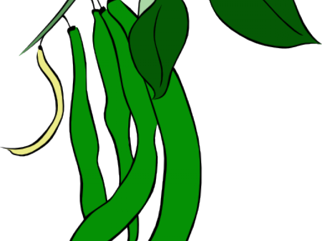 Microsoft Clipart String Bean - Clip Art (640x480)