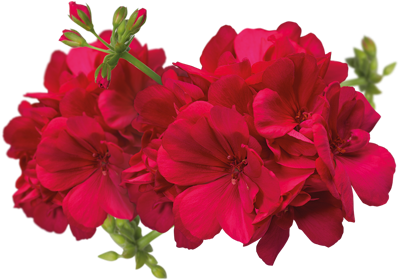 Clipart Best - Bougainvillea (420x310)
