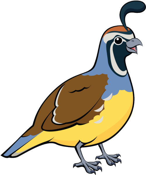 Quail - Quail Clipart (600x612)