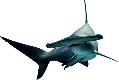 Swordfish (462x311)