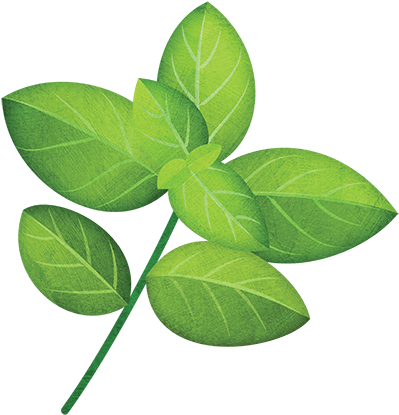 Basil Leaf Png - Tree (500x500)