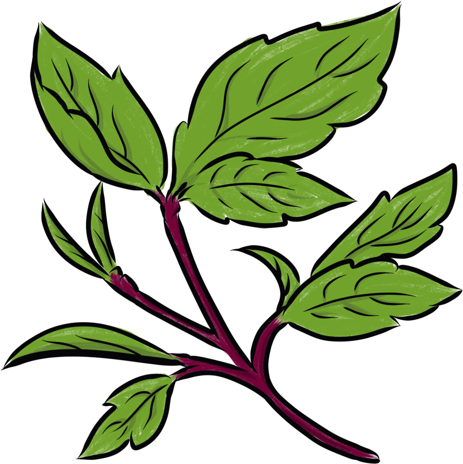 Thai Basil - Thai Basil (1024x1024)