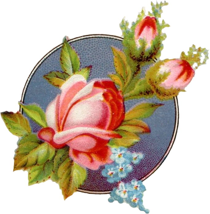 Garden Roses (684x696)