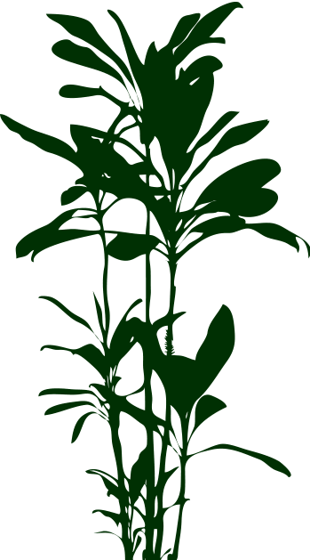 Plants Clipart (349x629)