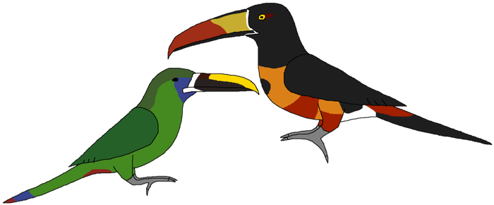 Toucan (700x299)