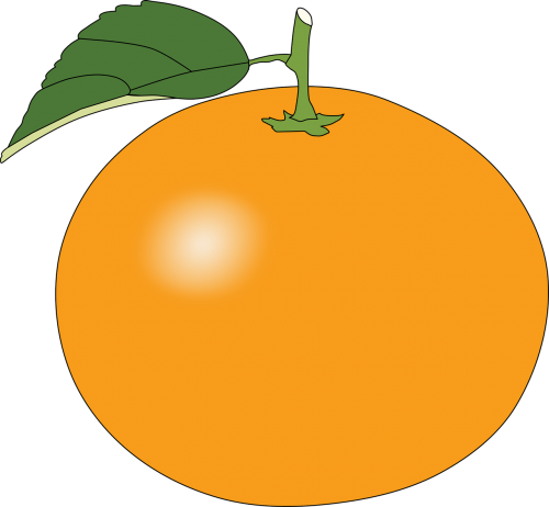 Fruit,issue Fixed,issue Vector - Orange Pictures Clip Art (500x462)