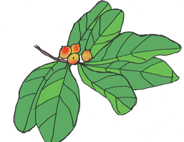 Waterfall Clipart Rainforest Tree - Insect (640x480)
