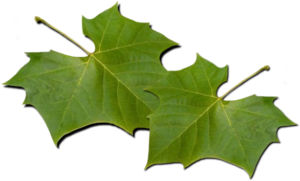 Maple Leaf (600x371)