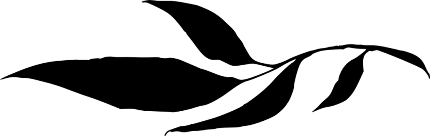 Leaf Silhouette Png (850x269)