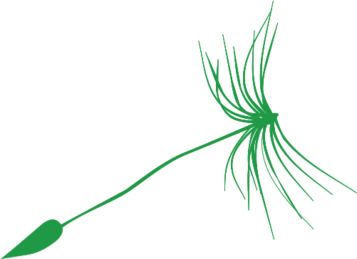 Dandelion-fr - Dandelion-fr (500x500)