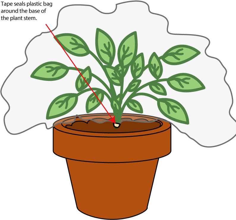 Unit B - Transpiration Experiment Plastic Bag (800x800)