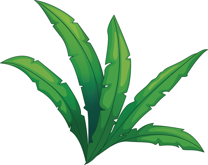 Stealth - Agave (678x538)