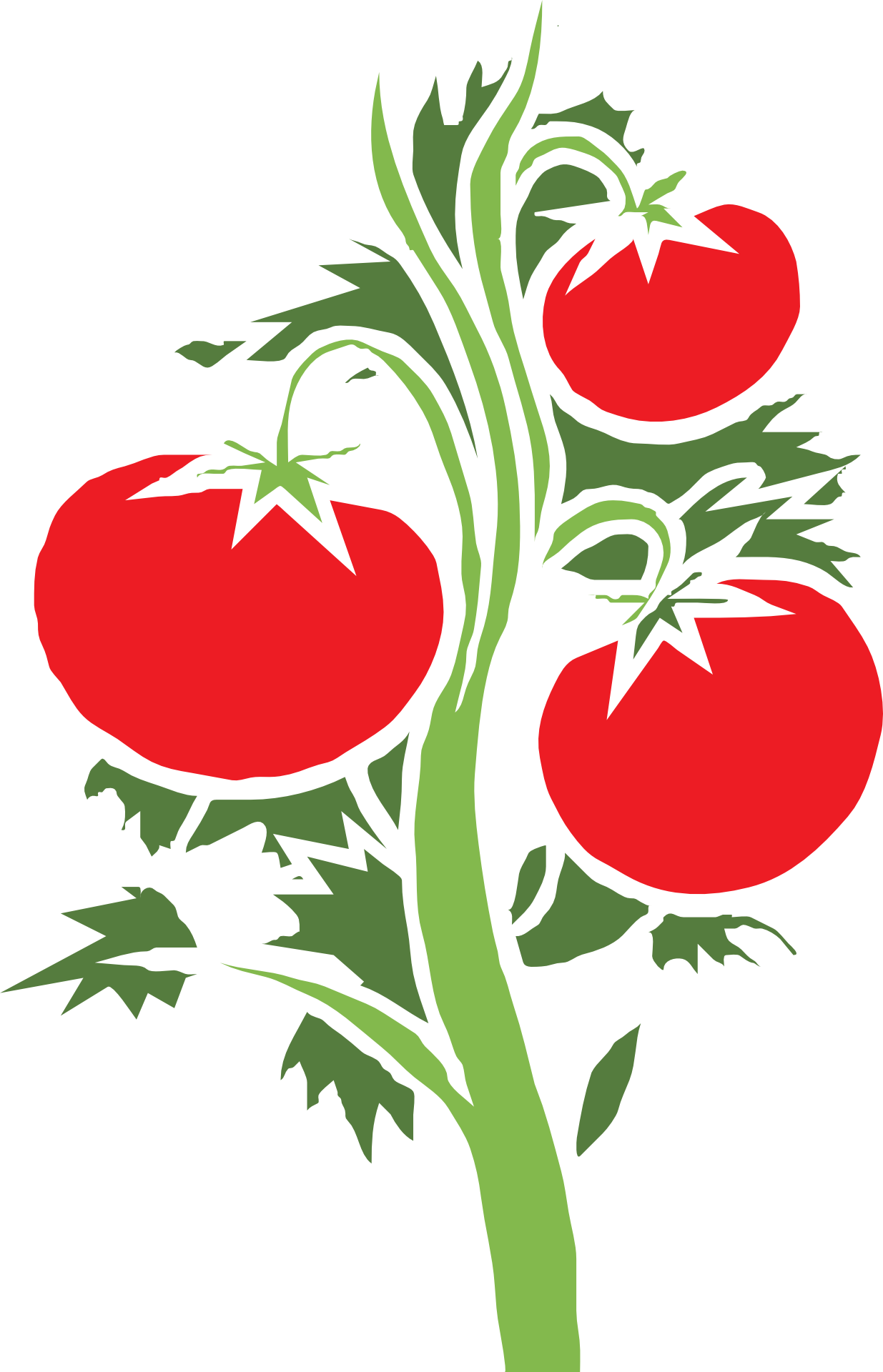 Cây Cà Chua Vector (1235x1920)