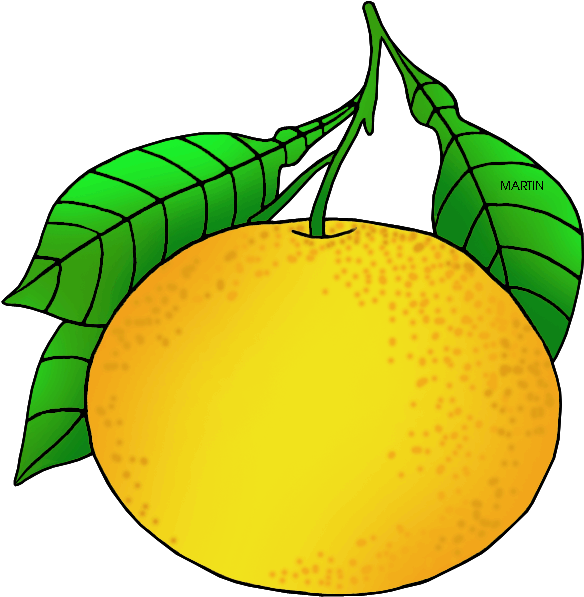 Texas State Fruit - Grapefruit Clipart (648x639)