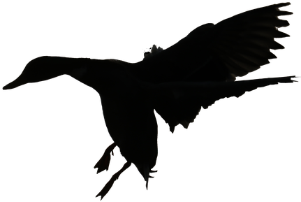 Flying Ducks Silhouette - Duck (960x640)