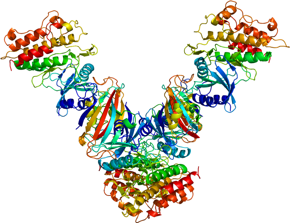 Receptor Tgf Beta 1 (1043x815)