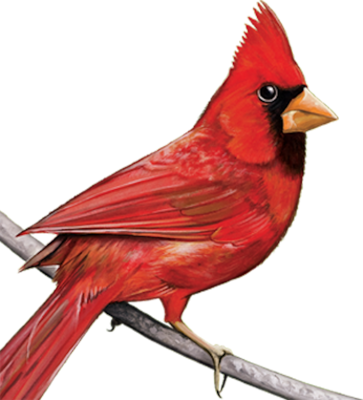 Cardinal Psd Vector Images Vectorhqcom - Cardinal Transparent (363x400)