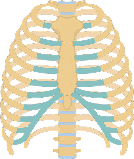 Getbodysmart Skeletal System Overview (1200x630)