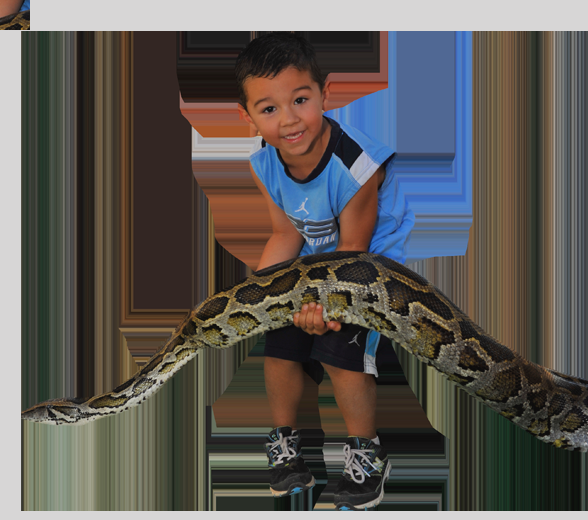 Boa Constrictor (588x520)