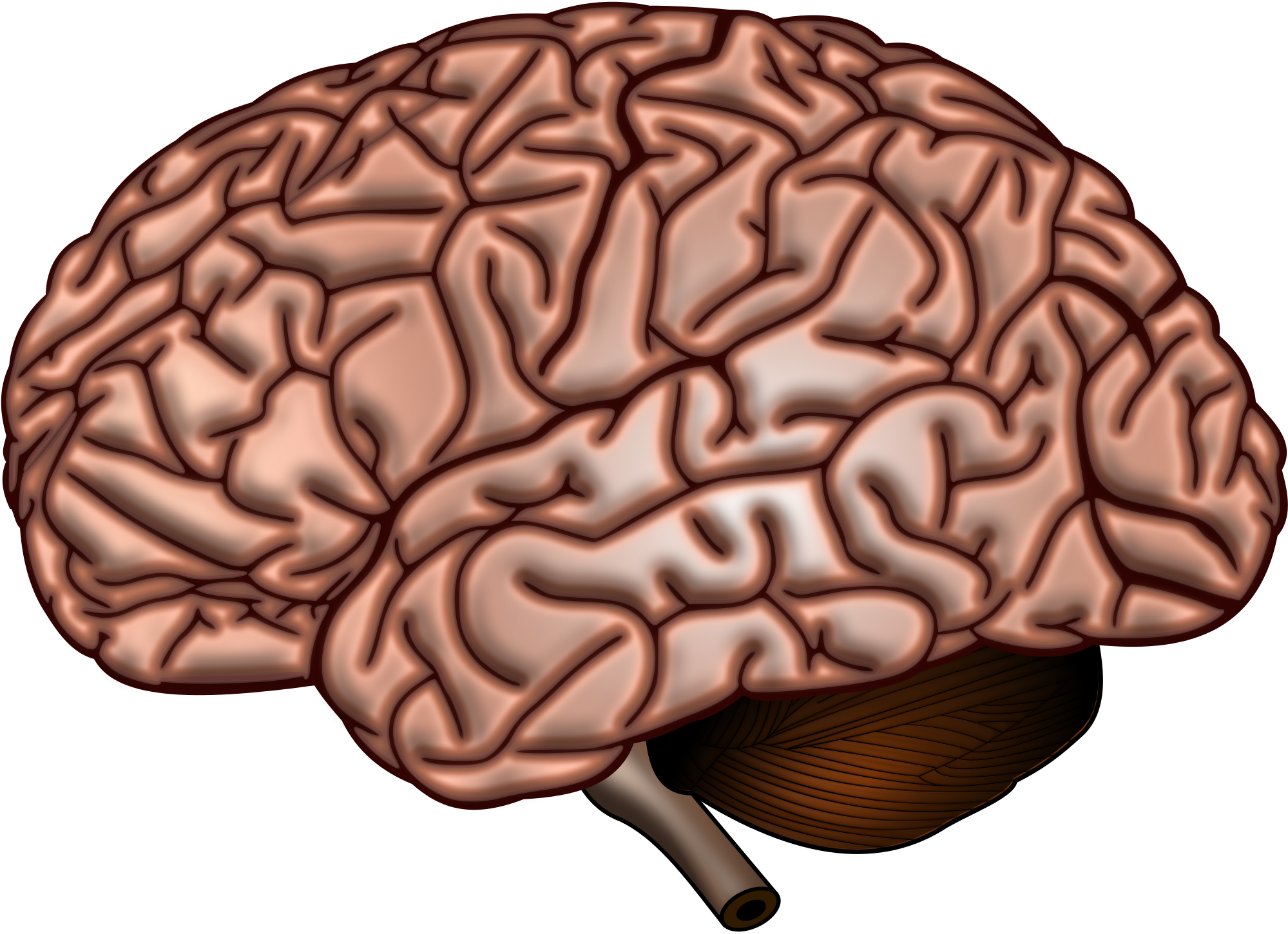 What Anger Does To Your Brain - Rotten Brain (2000x1462)