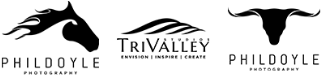 Bull (350x350)