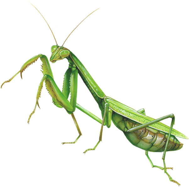 Mantis Clipart Insect Bug - Praying Mantis Fighting Stance (771x677)