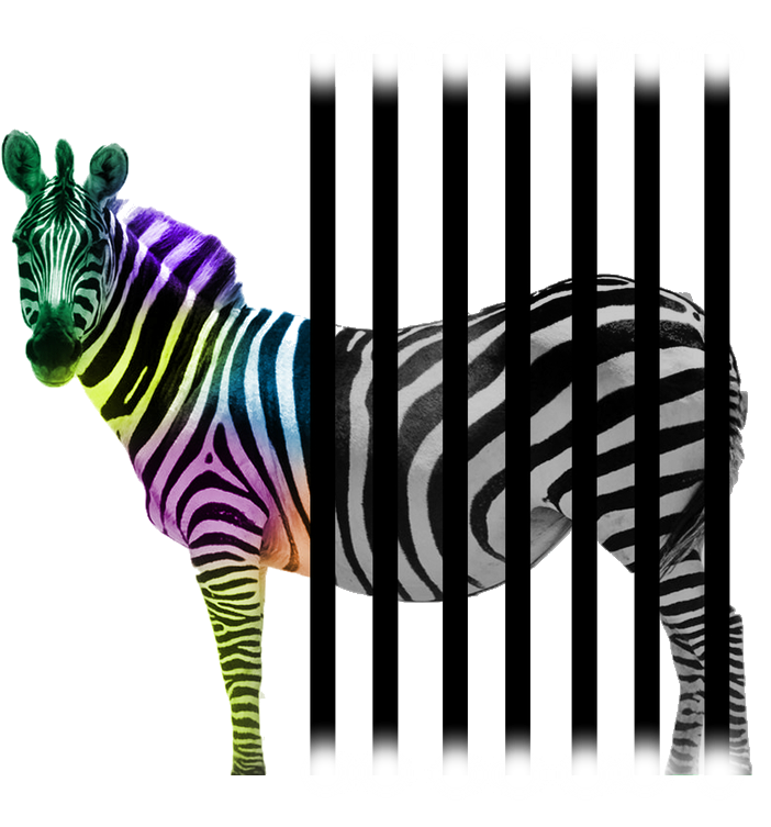 All Content Finally Packed In One - Zebra (865x788)
