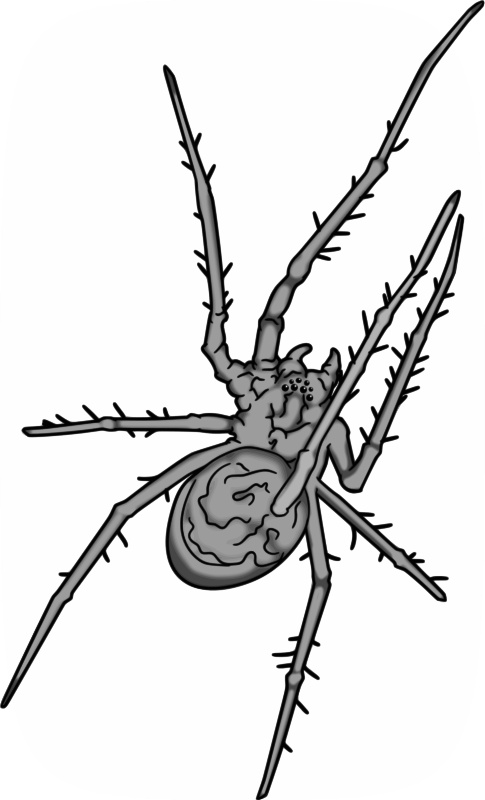 Free Grey Spider - Illustration (485x800)