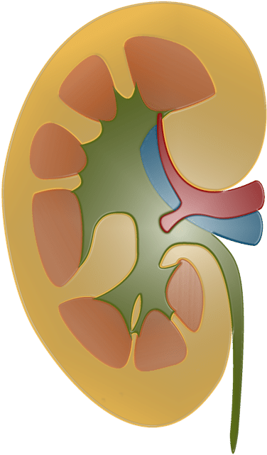Three Kidney Schemes, Just Illustrating The Basic Structure - Illustration (680x662)
