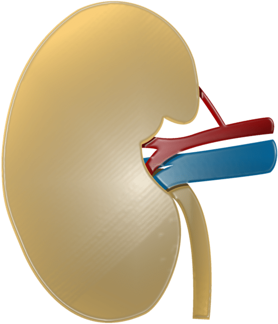 Three Kidney Schemes, Just Illustrating The Basic Structure - Three Kidney Schemes, Just Illustrating The Basic Structure (724x705)