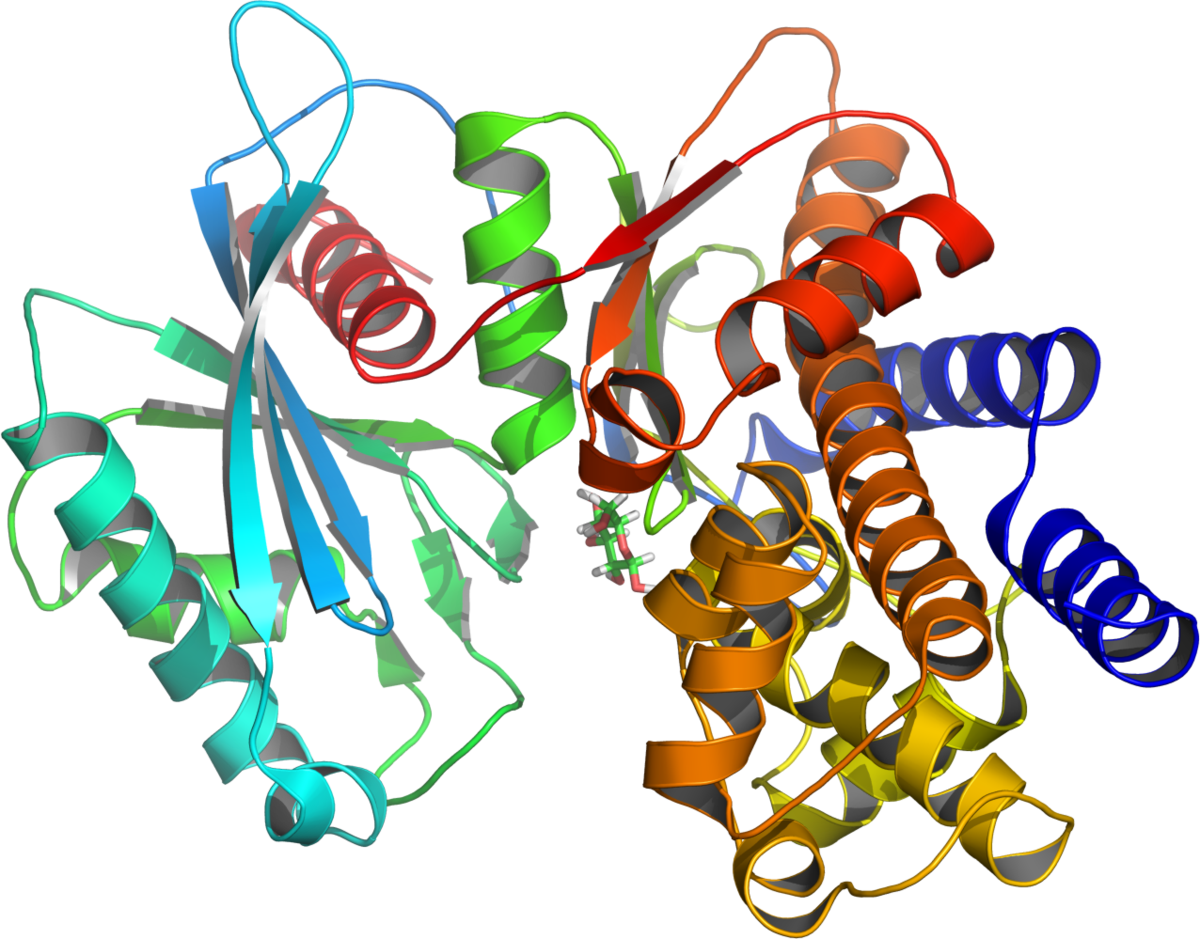 Glucokinase (1200x939)