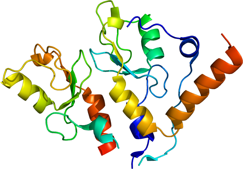 Bmi1 (1004x716)