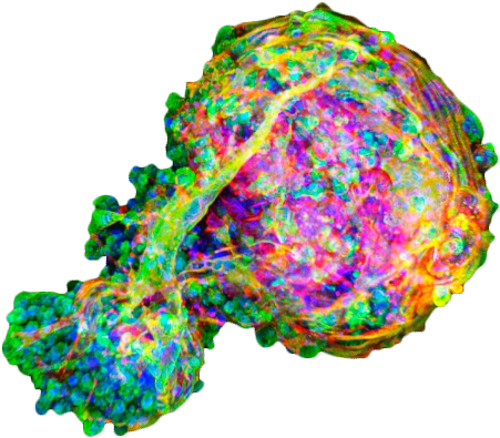 Embryoid Bodies, Fluorescent Light Micrograph - Embryoid Bodies, Fluorescent Light Micrograph (482x434)