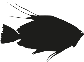 John Dory - Illustration (500x500)
