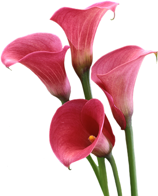 Giant White Arum Lily (600x500)