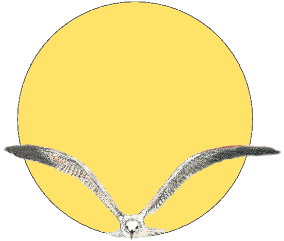 Show More Plots - Circle (595x842)