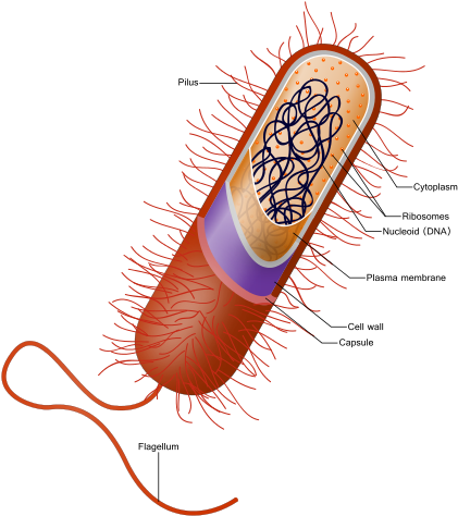 A Prokaryotic Bacteria Cell - Bacteria Animal (450x504)