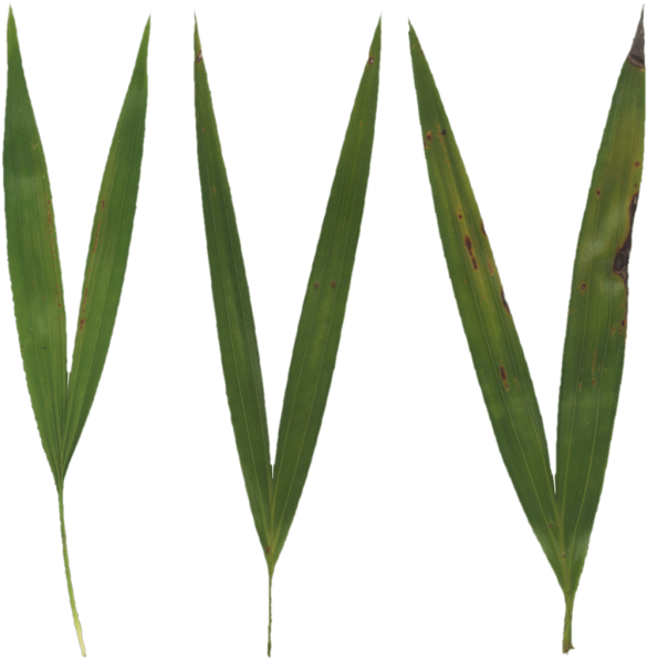 600 X 600 5 - Grass Blade Texture (600x600)