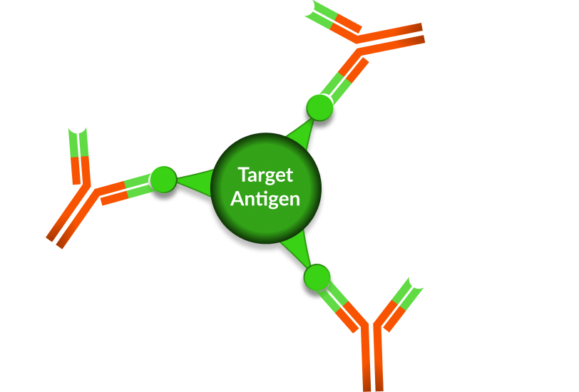 Antigen Deactivation - Antigen Deactivation (812x550)