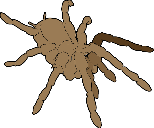 Tarantula (600x502)