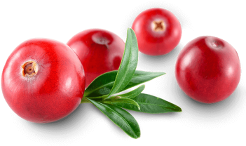 Cranberry - Cranberry Transparent (350x350)