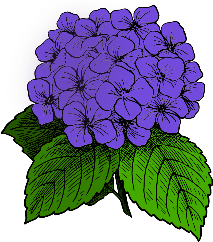 By J4p4n - Hydrangea Clip Art (720x800)